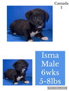 Isma