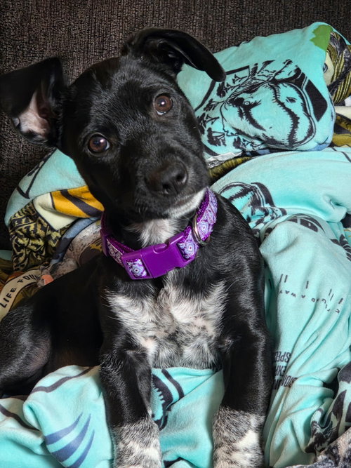 Ingrid/Violet, an adoptable German Shorthaired Pointer in Virginia Beach, VA