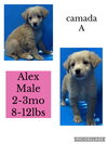 Alex