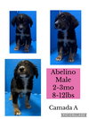 Abelino