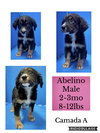 Abelino