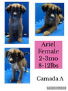 Ariel