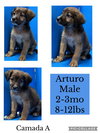 Arturo2