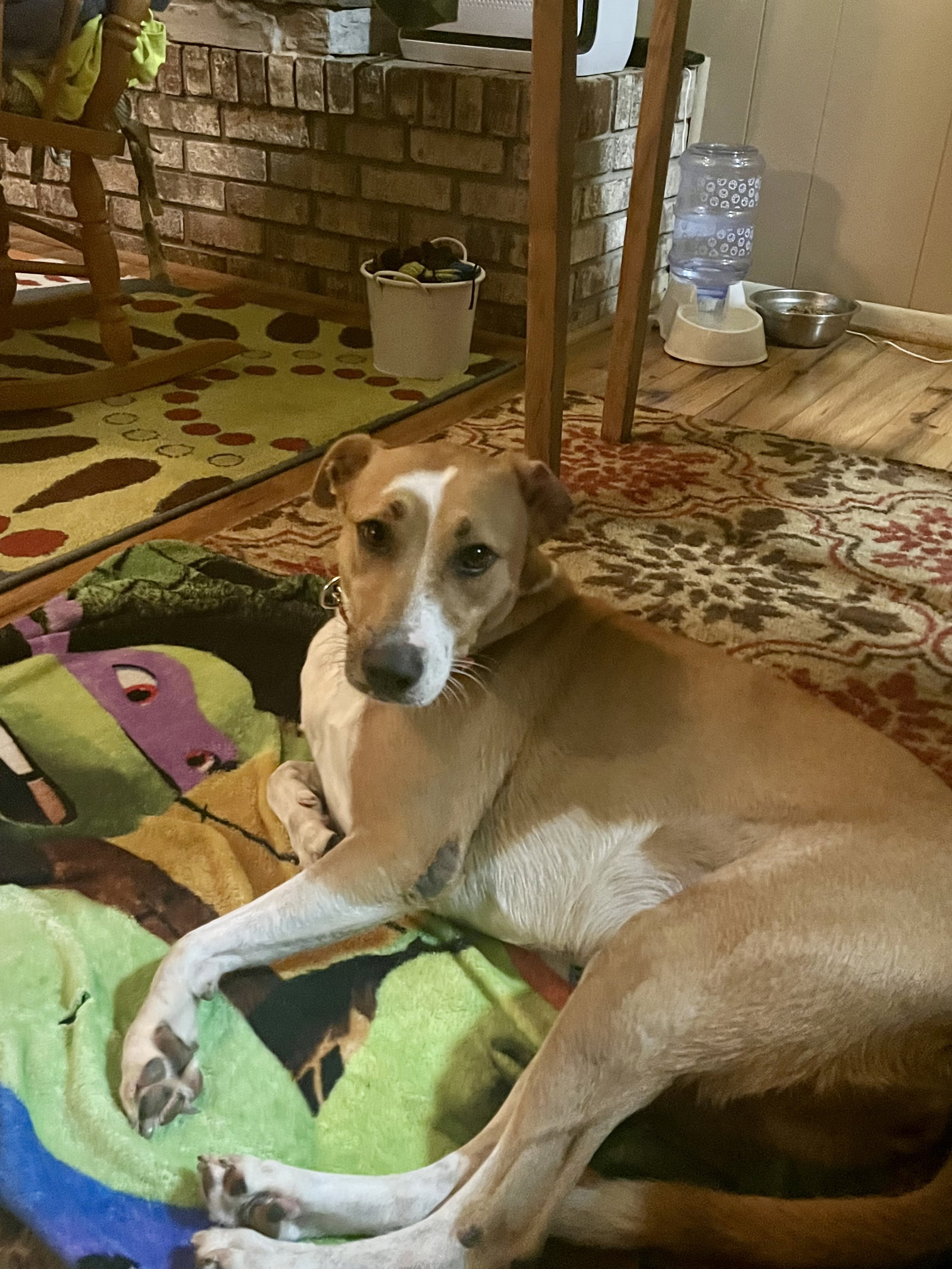 Brownie Image