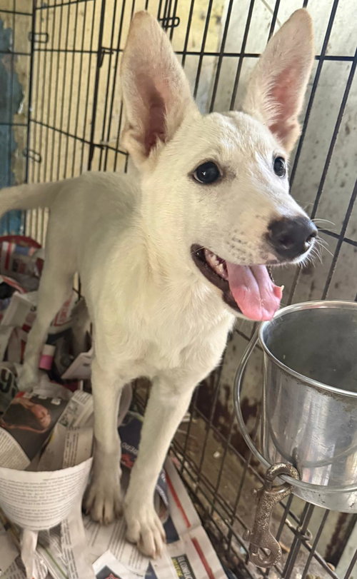 Nieve, an adoptable German Shepherd Dog in Virginia Beach, VA