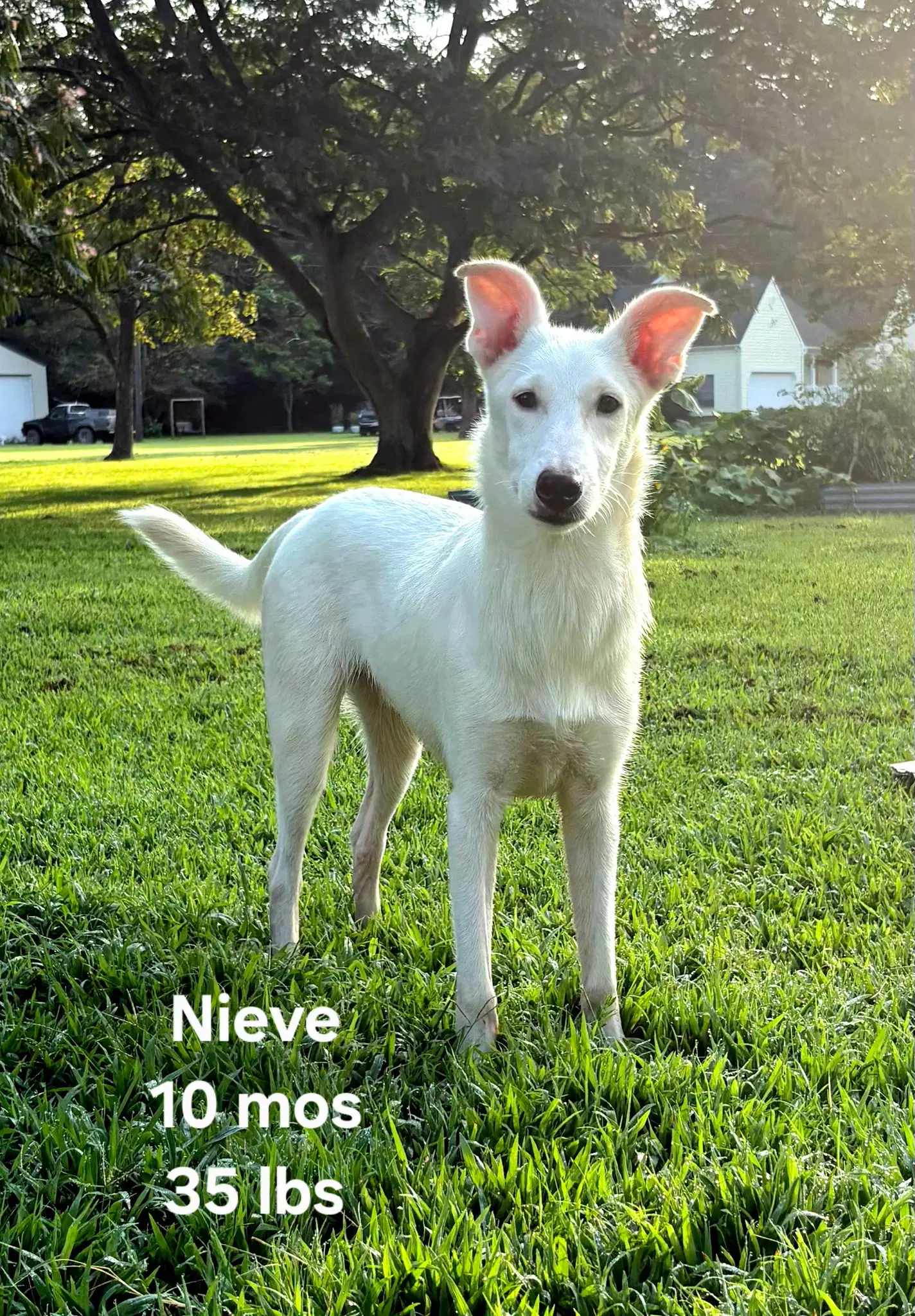 Nieve image 2
