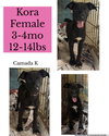 Kora