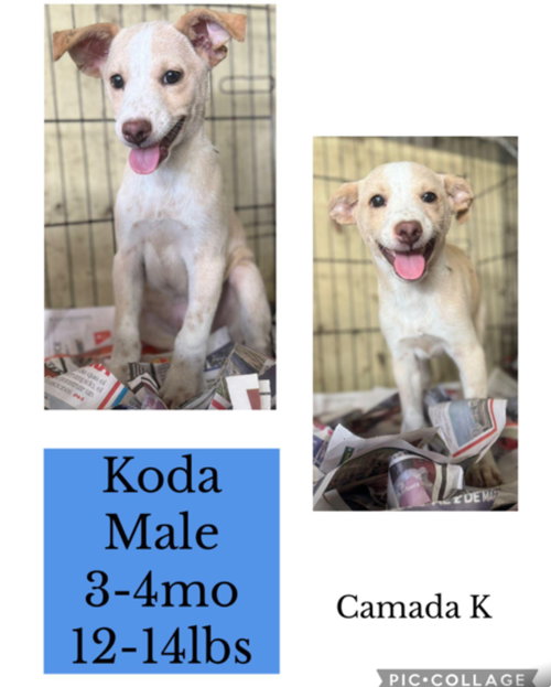 Koda