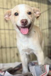 Koda