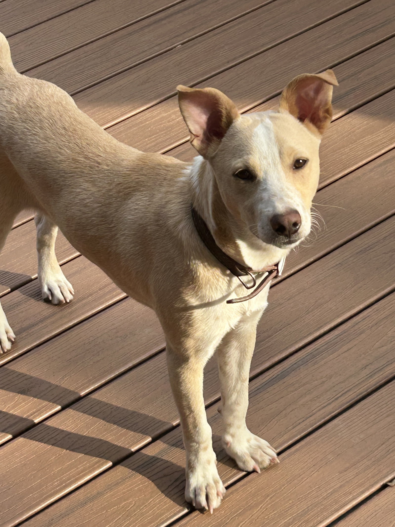 Koda Image