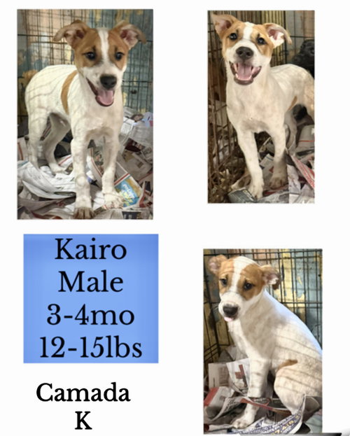 Kiaro