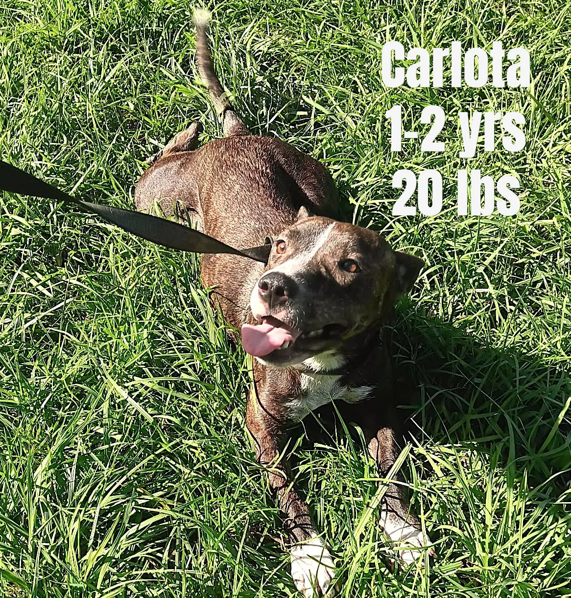 Carlota - Terrier