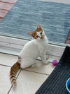 Omar