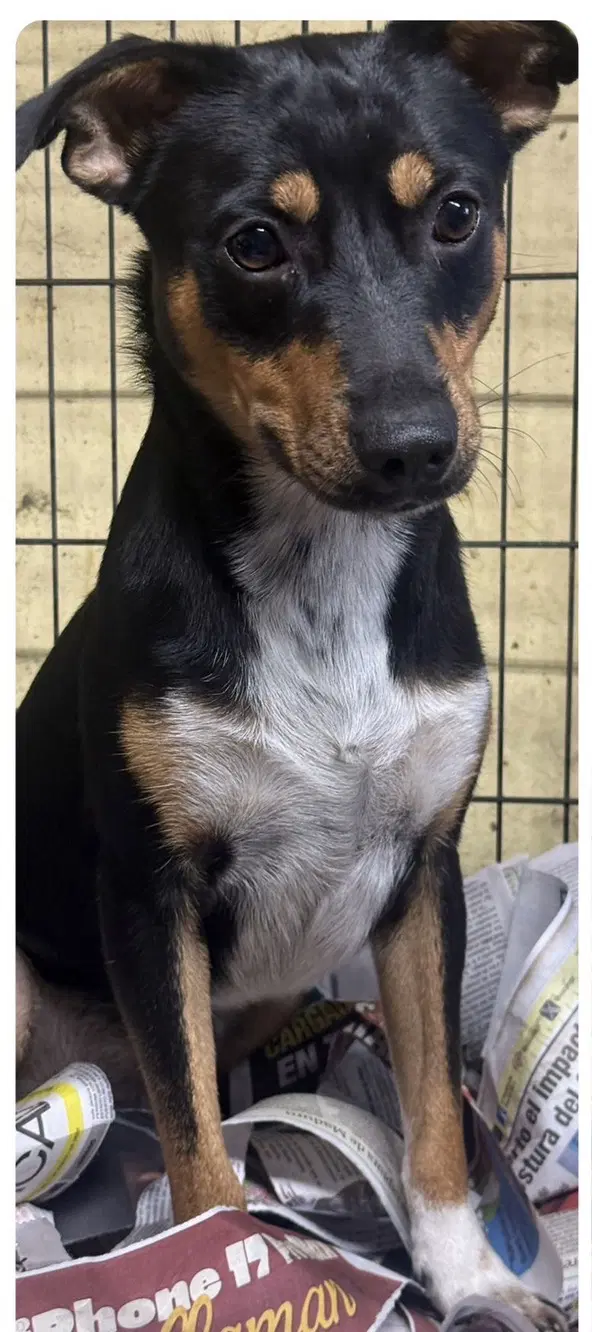 Edwin - Chihuahua