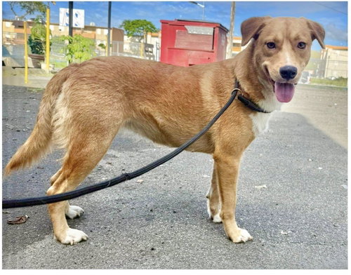 Luna, an adoptable Labrador Retriever in Virginia Beach, VA