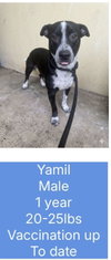 Yamil