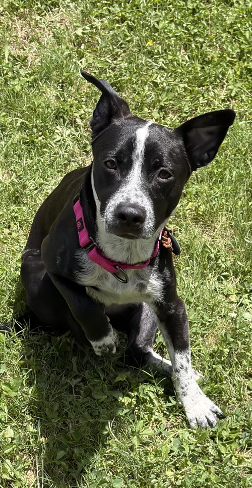 Buddy, an adoptable Jack Russell Terrier in Virginia Beach, VA