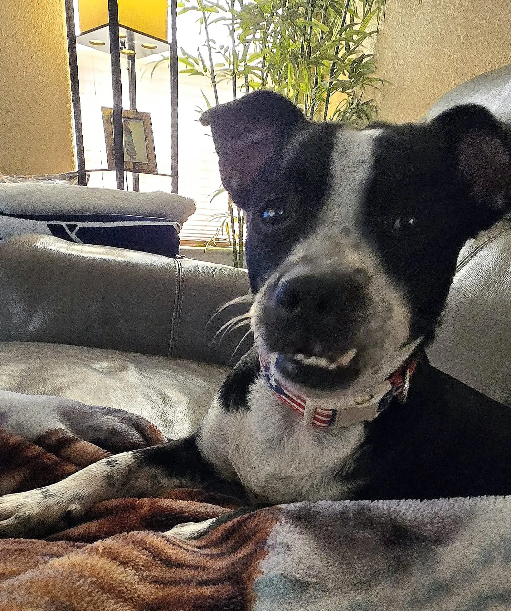 Yago - Jack Russell Terrier