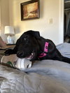 Milu - Photo 5