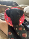 Milu - Photo 6