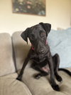 Milu - Photo 1