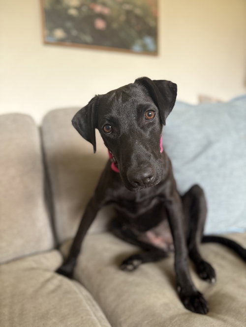 MILU - Flat-coated Retriever / Shepherd available for adoption