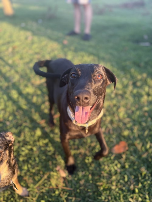 Millie/Milu, an adoptable Flat-coated Retriever in Virginia Beach, VA