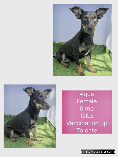 Aqua
