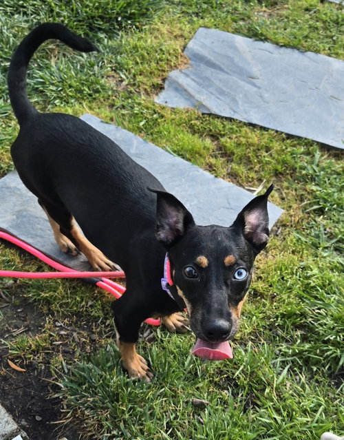 Aqua, an adoptable Terrier in Virginia Beach, VA