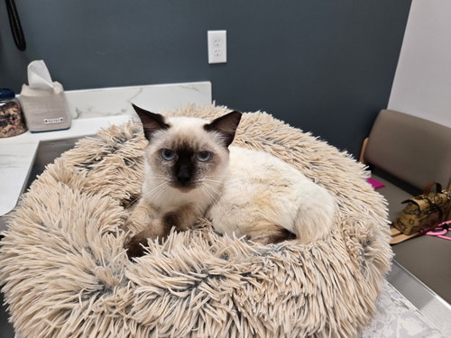 Nieves, Young Siamese / Mixed (medium coat), cat for adoption in Suffolk, Virginia