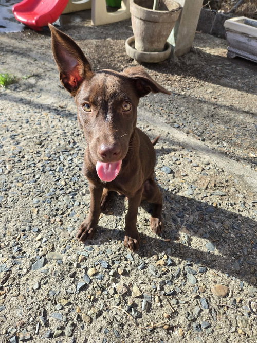 Melody, an adoptable Weimaraner in Virginia Beach, VA