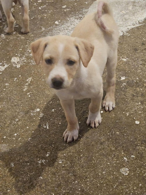 April, an adoptable Labrador Retriever in Virginia Beach, VA
