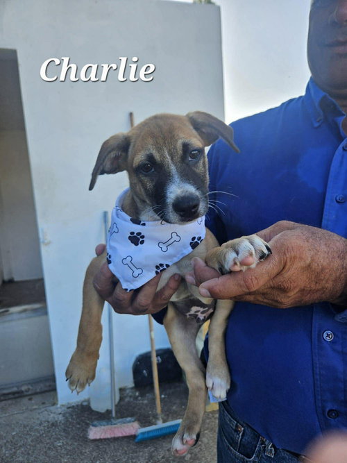 Charlie, an adoptable Labrador Retriever in Virginia Beach, VA