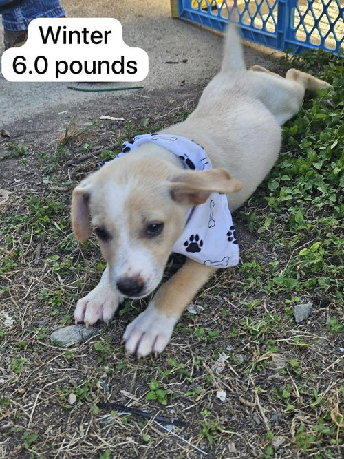 Winter, an adoptable Labrador Retriever in Virginia Beach, VA