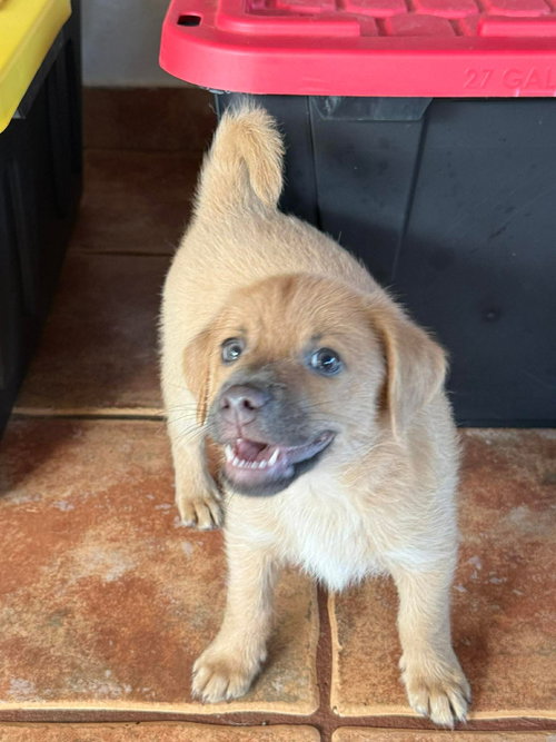 Brandy, an adoptable Labrador Retriever in Virginia Beach, VA