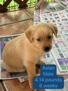 Aslan