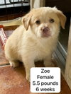 Zoe