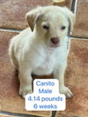 Canito