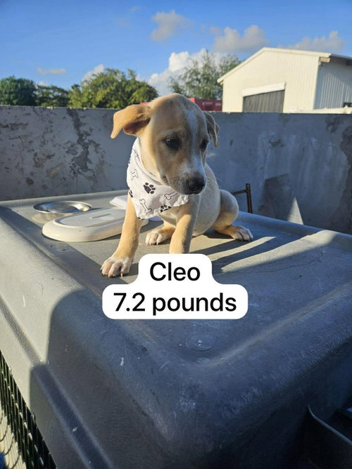 Cleo, an adoptable Labrador Retriever in Virginia Beach, VA
