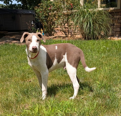 Tommy, an adoptable Doberman Pinscher in Virginia Beach, VA