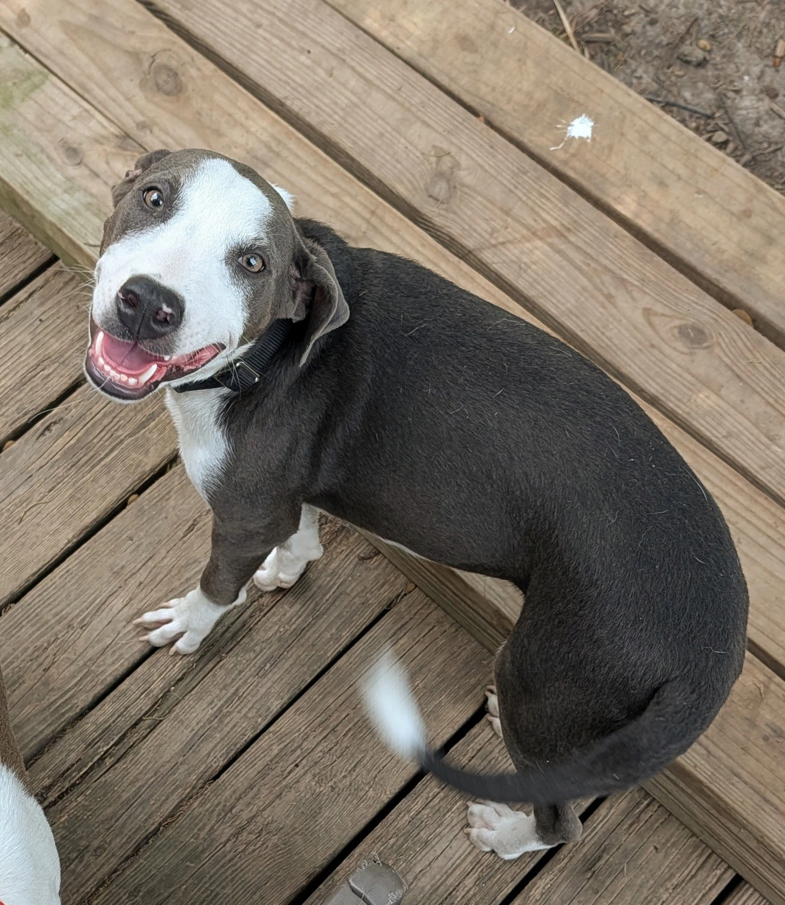 Thor