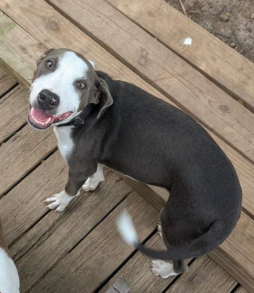 Thor, an adoptable Doberman Pinscher in Virginia Beach, VA