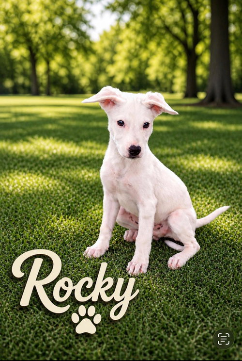 Rocky, an adoptable Retriever in Virginia Beach, VA