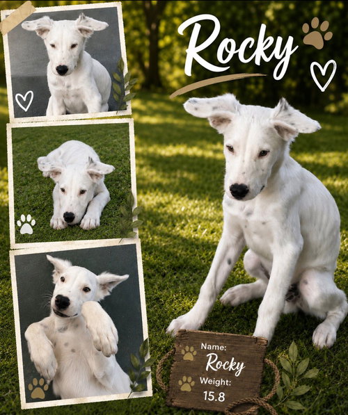Rocky, an adoptable Retriever in Virginia Beach, VA