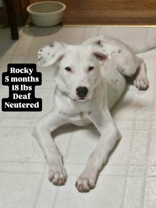 Rocky, an adoptable Retriever in Virginia Beach, VA