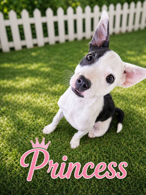 Princess, an adoptable Retriever in Virginia Beach, VA