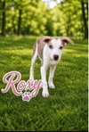 Roxy