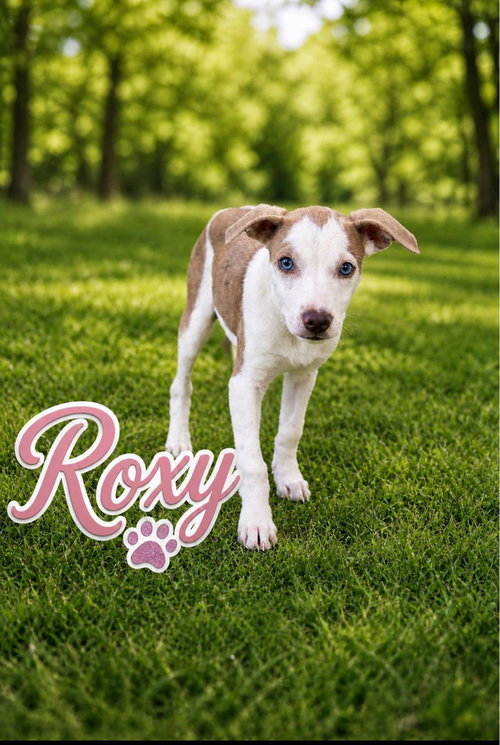 Roxy, an adoptable Retriever in Virginia Beach, VA