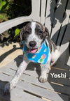 Yoshi