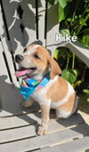 Kike